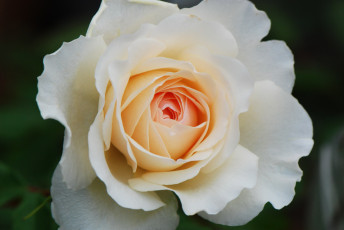 Картинка цветы розы роза кремовая