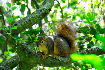 Картинка животные белки squirrel
