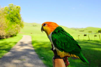 Картинка животные попугаи parrot