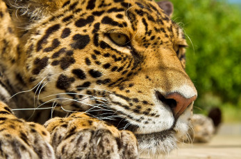 Картинка животные Ягуары ягуар морда усы отдых