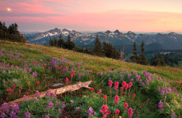 Картинка природа луга горы цветы луг бревно