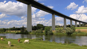 Картинка города мосты мост коровы река
