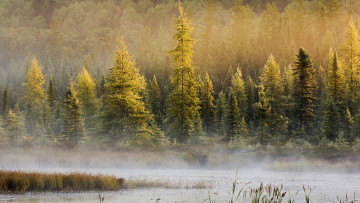 Картинка природа лес река туман хвойный