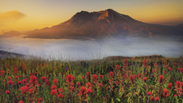 Картинка природа луга цветы гора туман луг