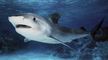 Картинка животные акулы океан акула