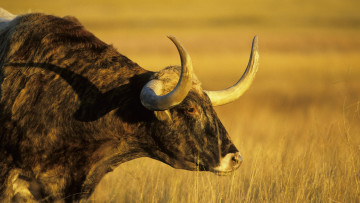 Картинка животные коровы буйволы степь трава бык рога