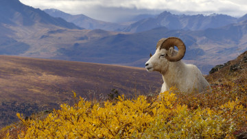 Картинка животные овцы бараны баран горы растительность