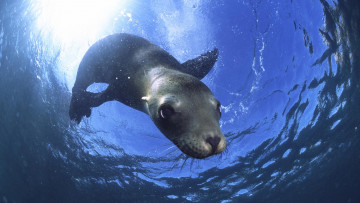 Картинка животные тюлени морские львы котики тюлень под водой любопытный