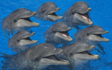 Картинка животные дельфины разговор стайка