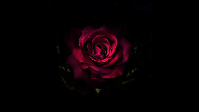 Обои картинки фото цветы, розы, красная, фон, темный, роза
