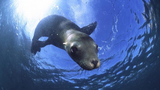 Обои картинки фото животные, тюлени, морские, львы, котики, тюлень, под, водой, любопытный