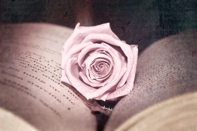 Обои картинки фото цветы, розы, книга, бутон