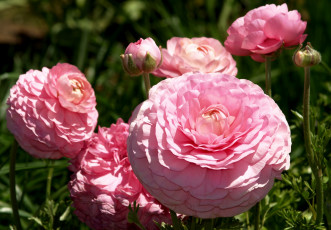 Картинка цветы ранункулюс азиатский лютик пышный розовый