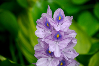 Картинка цветы гиацинты водяной гиацинт