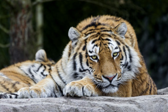 Картинка животные тигры отдых красавец