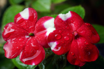 Картинка цветы бальзамины макро капли красный