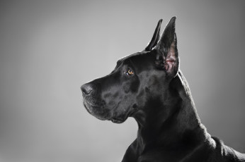 Картинка животные собаки немецкий дог черный профиль