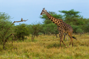 Картинка животные жирафы пятна шея