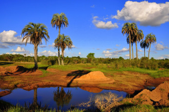 Картинка santa blanca uruguay природа тропики река пальмы трава камни