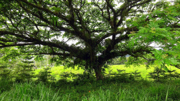 Картинка природа деревья поляна трава дерево крона