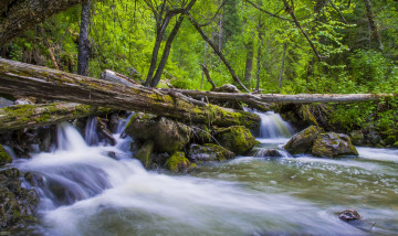 Картинка природа реки озера поток лес бревно брызги