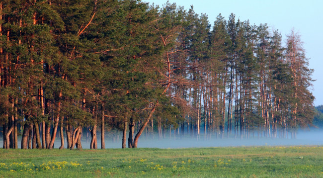 Обои картинки фото природа, лес, сосны, туман, тишина, опушка