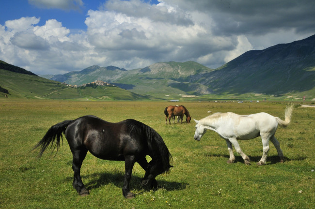 Обои картинки фото животные, лошади, луг, пастбище, горы, пейзаж, кони