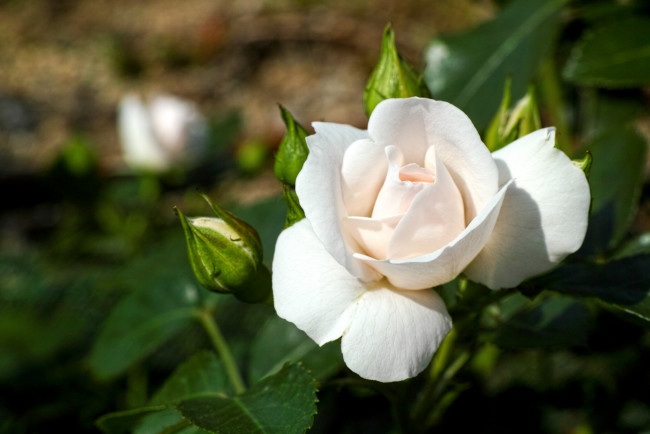 Обои картинки фото цветы, розы, бутон, белый