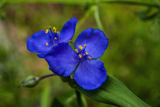 Обои картинки фото цветы, традесканции, синий, трилистник
