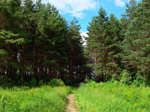 Картинка природа лес тропинка трава лето Ярославль
