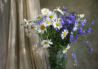 Картинка цветы луговые+ полевые +цветы ромашки колокольчики