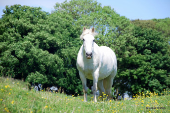 Картинка животные лошади луг морда лето