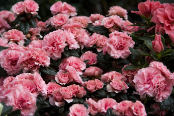 Картинка цветы рододендроны+ азалии розовый куст