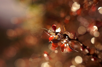 Картинка природа Ягоды блики блеск макро ветка свет листочки