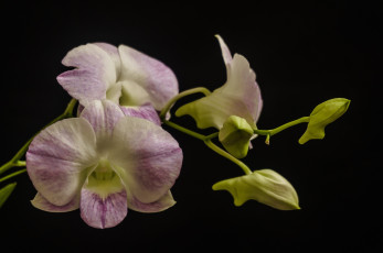 Картинка цветы орхидеи макро ветка