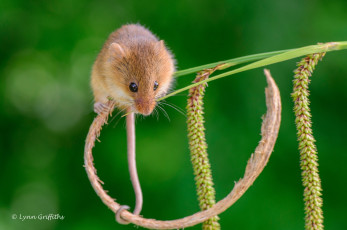 Картинка животные крысы +мыши макро стебелек хвост грызун мышь-малютка