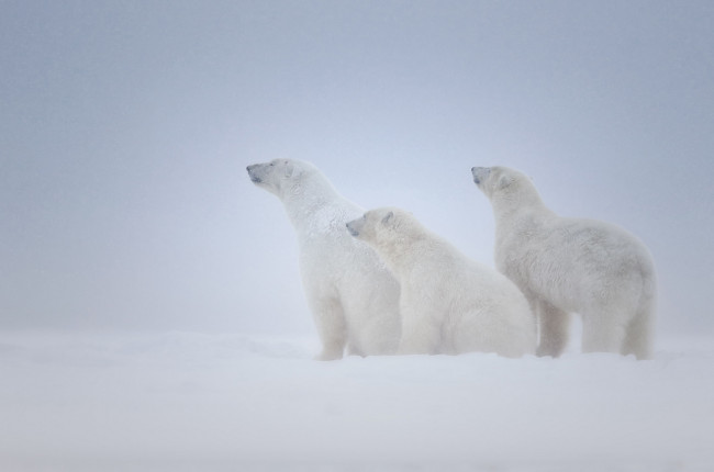 Обои картинки фото животные, медведи, три, белые, снег, вьюга, семья