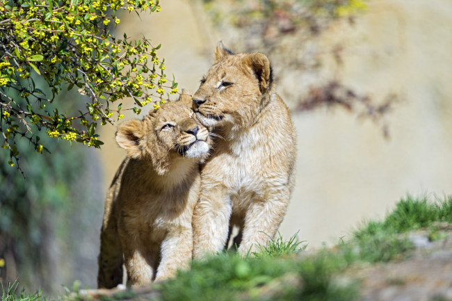 Обои картинки фото животные, львы, братья