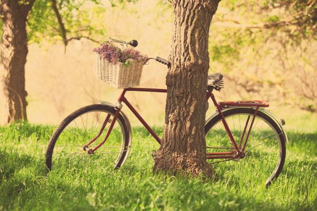 Обои картинки фото техника, велосипеды, корзина, трава, деревья, велосипед, цветы