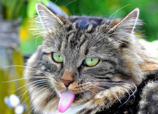 Картинка животные коты язык морда котэ портрет котофей кот