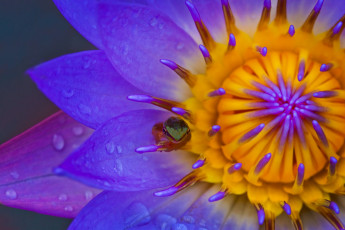 Картинка цветы лилии+водяные +нимфеи +кувшинки макро лепестки кувшинка лягушонок лягушка нимфея водяная лилия