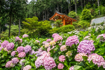 Картинка цветы гортензия красота пейзаж парк дом