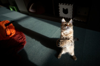 Картинка животные коты кошка кот стоя комната игра лапы