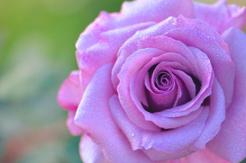 Картинка цветы розы макро роса роза бутон лепестки капли
