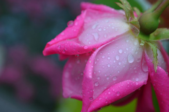 Картинка цветы розы роса капли лепестки роза цветок вода