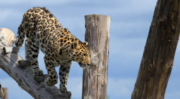 Картинка животные леопарды щищник