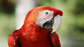 Картинка животные попугаи красный ара попугай