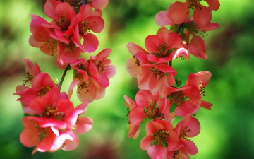 Картинка цветы айва японская ветки цветение цветки макро