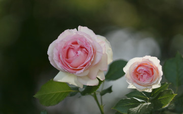 Картинка цветы розы бутоны макро