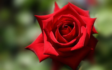Картинка цветы розы роза бутон лепестки макро